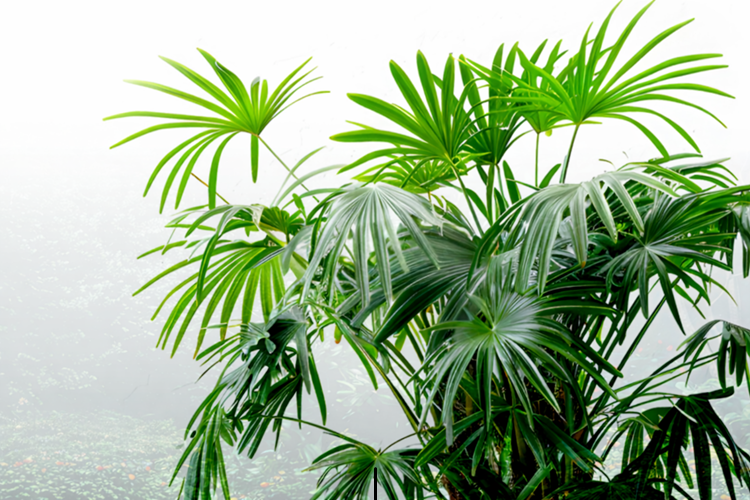 Palmy Hradec Králové – zahrada plná palem